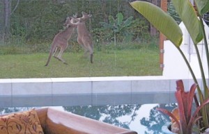 Kangaroos Playing on grounds