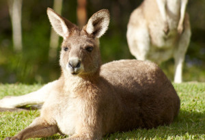 Kangaroos chilling out